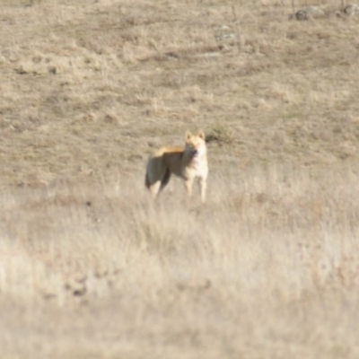 Canis lupus (Dingo / Wild Dog) at Namadgi National Park - 22 Aug 2015 by roymcd