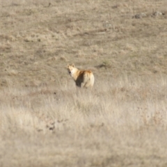 Canis lupus at Rendezvous Creek, ACT - 22 Aug 2015 04:15 PM