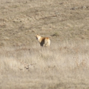 Canis lupus at Rendezvous Creek, ACT - 22 Aug 2015 04:15 PM