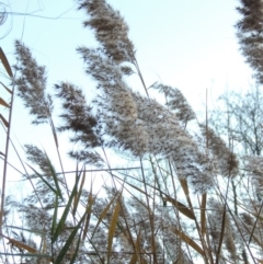 Phragmites australis (Common Reed) at Canberra Central, ACT - 16 May 2016 by michaelb