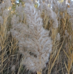 Phragmites australis at Canberra Central, ACT - 16 May 2016