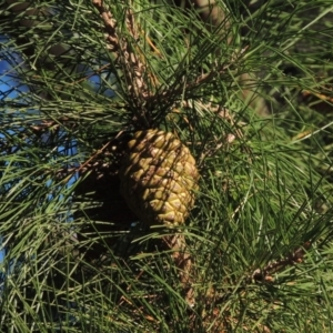 Pinus radiata at Canberra Central, ACT - 16 May 2016