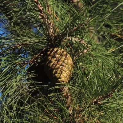 Pinus radiata (Monterey or Radiata Pine) at Lake Burley Griffin West - 16 May 2016 by michaelb