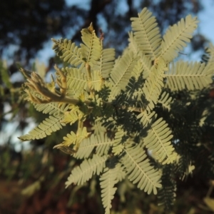 Acacia baileyana at Canberra Central, ACT - 16 May 2016