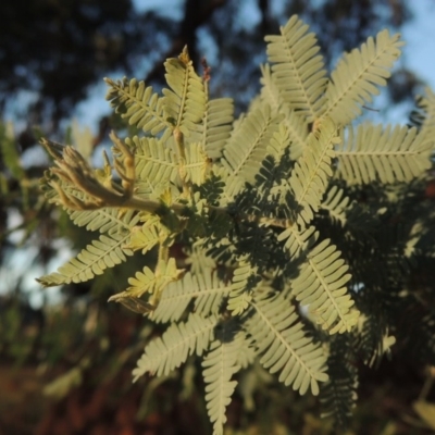 Acacia baileyana (Cootamundra Wattle, Golden Mimosa) at Lake Burley Griffin West - 16 May 2016 by michaelb