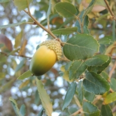 Quercus suber (Cork Oak) at Lake Burley Griffin West - 16 May 2016 by michaelb