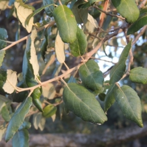 Quercus suber at Canberra Central, ACT - 16 May 2016