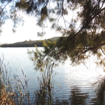 Casuarina cunninghamiana subsp. cunninghamiana (River She-Oak, River Oak) at Lake Burley Griffin West - 16 May 2016 by michaelb