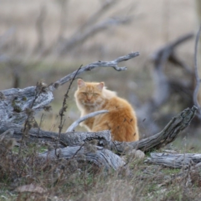 Felis catus (Feral Cat) at Namadgi National Park - 30 Aug 2015 by roymcd