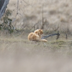 Felis catus at Rendezvous Creek, ACT - 30 Aug 2015