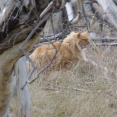 Felis catus at Rendezvous Creek, ACT - 30 Aug 2015 05:38 PM