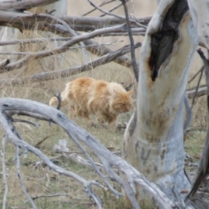 Felis catus at Rendezvous Creek, ACT - 30 Aug 2015