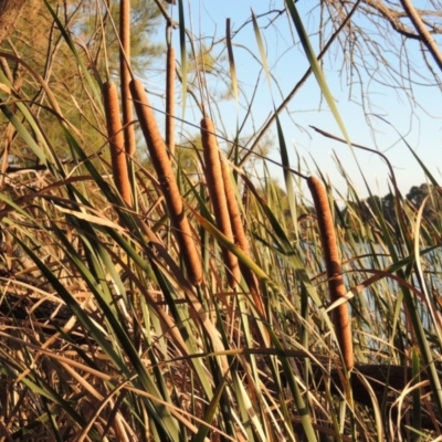 Typha domingensis (Bullrush) at Canberra Central, ACT - 16 May 2016 by MichaelBedingfield