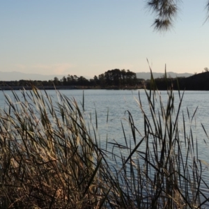 Typha domingensis at Canberra Central, ACT - 16 May 2016