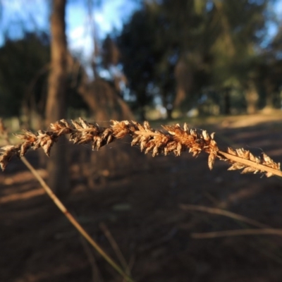 Carex appressa (Tall Sedge) at Canberra Central, ACT - 16 May 2016 by MichaelBedingfield