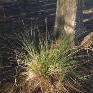 Carex appressa at Canberra Central, ACT - 16 May 2016