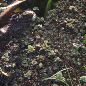 Azolla pinnata at Canberra Central, ACT - 16 May 2016 05:52 PM