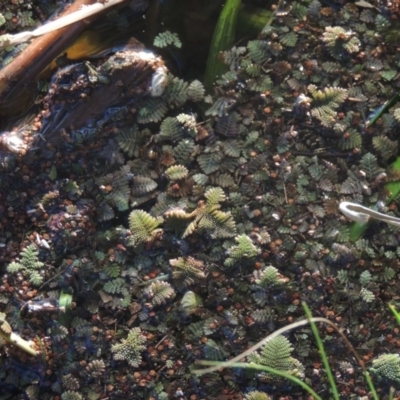 Azolla pinnata (Ferny Azolla) at Canberra Central, ACT - 16 May 2016 by michaelb