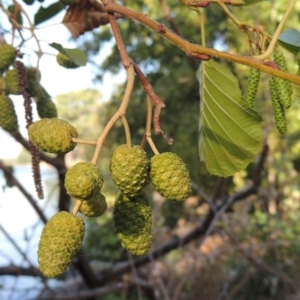 Alnus glutinosa at Yarralumla, ACT - 9 Mar 2016 05:56 PM