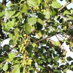 Alnus glutinosa at Yarralumla, ACT - 9 Mar 2016