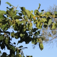 Alnus glutinosa at Yarralumla, ACT - 9 Mar 2016 05:56 PM