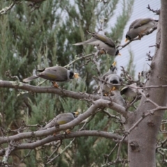 Manorina melanocephala (Noisy Miner) at Hackett, ACT - 3 Jun 2014 by petersan