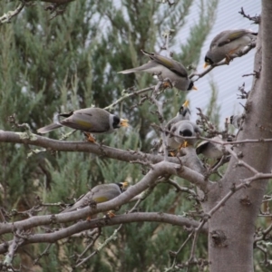 Manorina melanocephala at Hackett, ACT - 3 Jun 2014