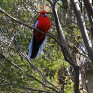 Platycercus elegans at Hackett, ACT - 17 Jun 2014 01:34 PM