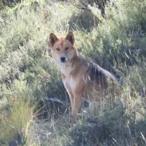Canis lupus at Rendezvous Creek, ACT - 2 May 2016