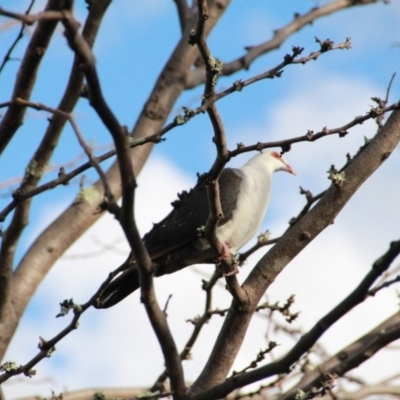 Columba leucomela (White-headed Pigeon) at Hackett, ACT - 20 Jun 2014 by petersan