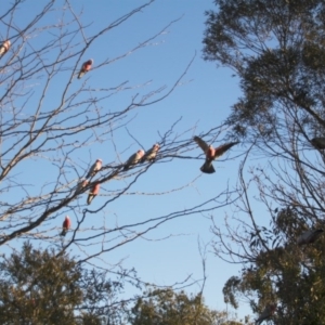 Eolophus roseicapilla at Hackett, ACT - 4 Aug 2014