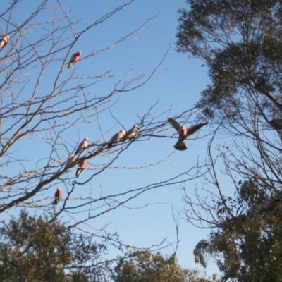 Eolophus roseicapilla (Galah) at Hackett, ACT - 4 Aug 2014 by petersan