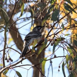 Anthochaera carunculata at Hackett, ACT - 16 Apr 2015