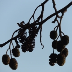 Alnus glutinosa (Black Alder) at Lake Burley Griffin West - 16 May 2016 by michaelb