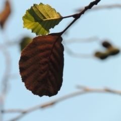 Alnus glutinosa at Canberra Central, ACT - 16 May 2016