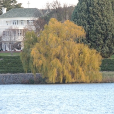 Salix babylonica (Weeping Willow) at Yarralumla, ACT - 16 May 2016 by michaelb
