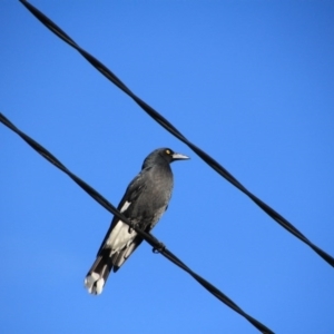 Strepera graculina at Hackett, ACT - 16 Apr 2015 08:49 AM