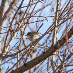 Malurus cyaneus (Superb Fairywren) at Hackett, ACT - 13 Jun 2015 by petersan