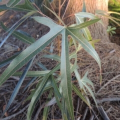 Brachychiton populneus subsp. populneus (Kurrajong) at Lake Burley Griffin West - 16 May 2016 by michaelb