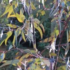 Ptilotula penicillata (White-plumed Honeyeater) at Hackett, ACT - 12 Jun 2015 by petersan