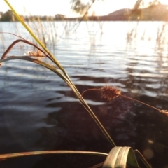 Carex fascicularis (Tassel Sedge) at Lake Burley Griffin West - 16 May 2016 by michaelb