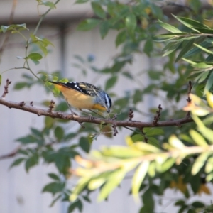 Pardalotus punctatus at Hackett, ACT - 13 Jun 2015 09:30 AM