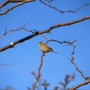 Passer domesticus at Hackett, ACT - 13 Jun 2015