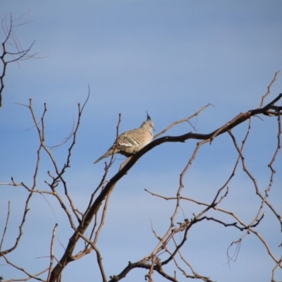 Ocyphaps lophotes (Crested Pigeon) at Hackett, ACT - 13 Jun 2015 by petersan