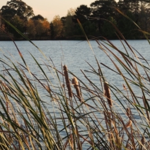 Typha domingensis at Canberra Central, ACT - 16 May 2016