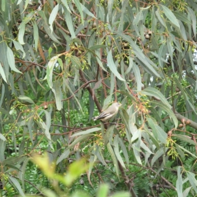 Pardalotus striatus (Striated Pardalote) at Hackett, ACT - 20 Mar 2011 by petersan