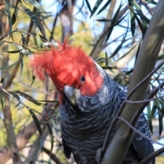 Callocephalon fimbriatum (Gang-gang Cockatoo) at Hackett, ACT - 29 Jul 2015 by petersan