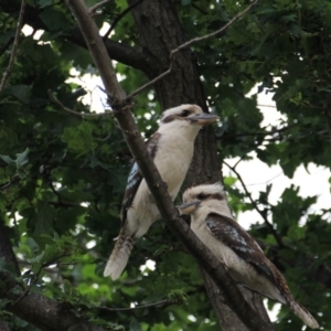 Dacelo novaeguineae at Hackett, ACT - 1 Dec 2015