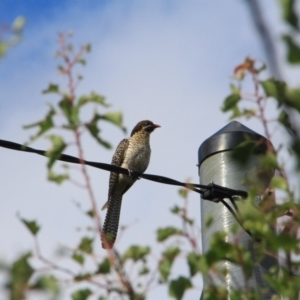 Eudynamys orientalis at Hackett, ACT - 29 Dec 2015 08:15 AM