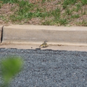 Acanthiza chrysorrhoa at Hackett, ACT - 6 Feb 2016